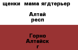 щенки, мама ягдтерьер - Алтай респ., Горно-Алтайск г. Животные и растения » Собаки   . Алтай респ.